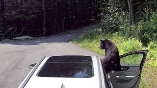 Guide to Hunting Black Bears in Maryland: What Hunters Need to Know  (Featured)