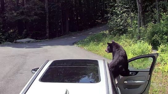 Guide to Hunting Black Bears in Maryland: What Hunters Need to Know (Featured)